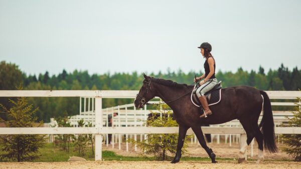 Beginner Equestrian Experience (for Foreigners)